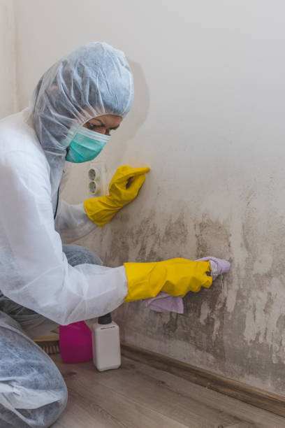 Professional Mold Removal in Ninnekah, OK